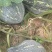 香芋南瓜大量上市，货源充足，质量稳定，价格便宜