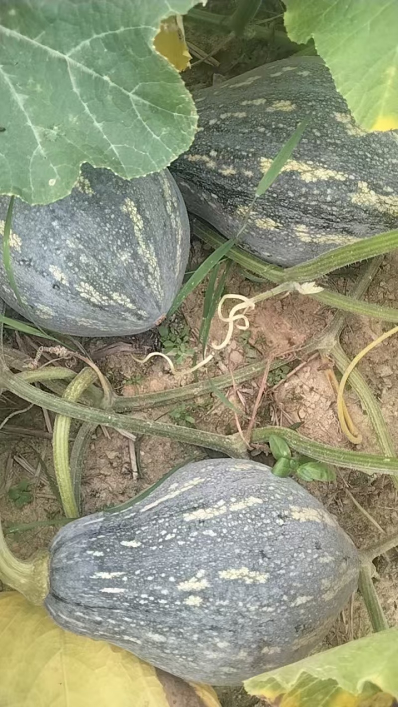 香芋南瓜大量上市，货源充足，质量稳定，价格便宜