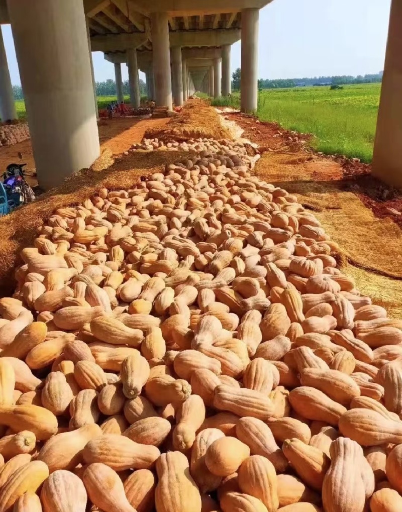 密本南瓜大量有货长期供应对接市场商超