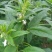 八棱王芝麻种子早熟三黄白芝麻矮脚高油芝麻种籽抗病抗逆性强