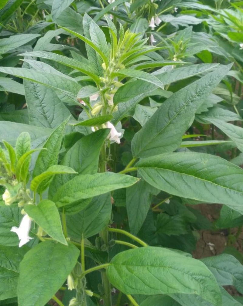 八棱王芝麻种子早熟三黄白芝麻矮脚高油芝麻种籽抗病抗逆性强