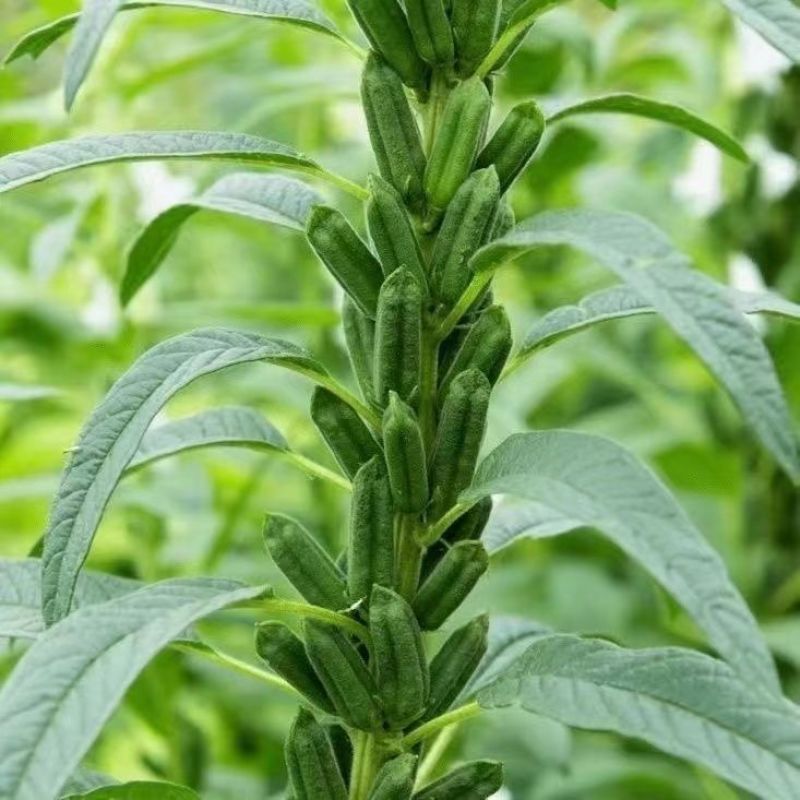 八棱王芝麻种子早熟三黄白芝麻矮脚高油芝麻种籽抗病抗逆性强