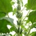 八棱王芝麻种子早熟三黄白芝麻矮脚高油芝麻种籽抗病抗逆性强