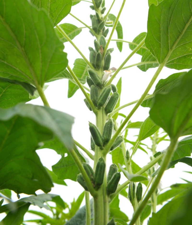 八棱王芝麻种子早熟三黄白芝麻矮脚高油芝麻种籽抗病抗逆性强