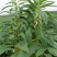 八棱王芝麻种子早熟三黄白芝麻矮脚高油芝麻种籽抗病抗逆性强