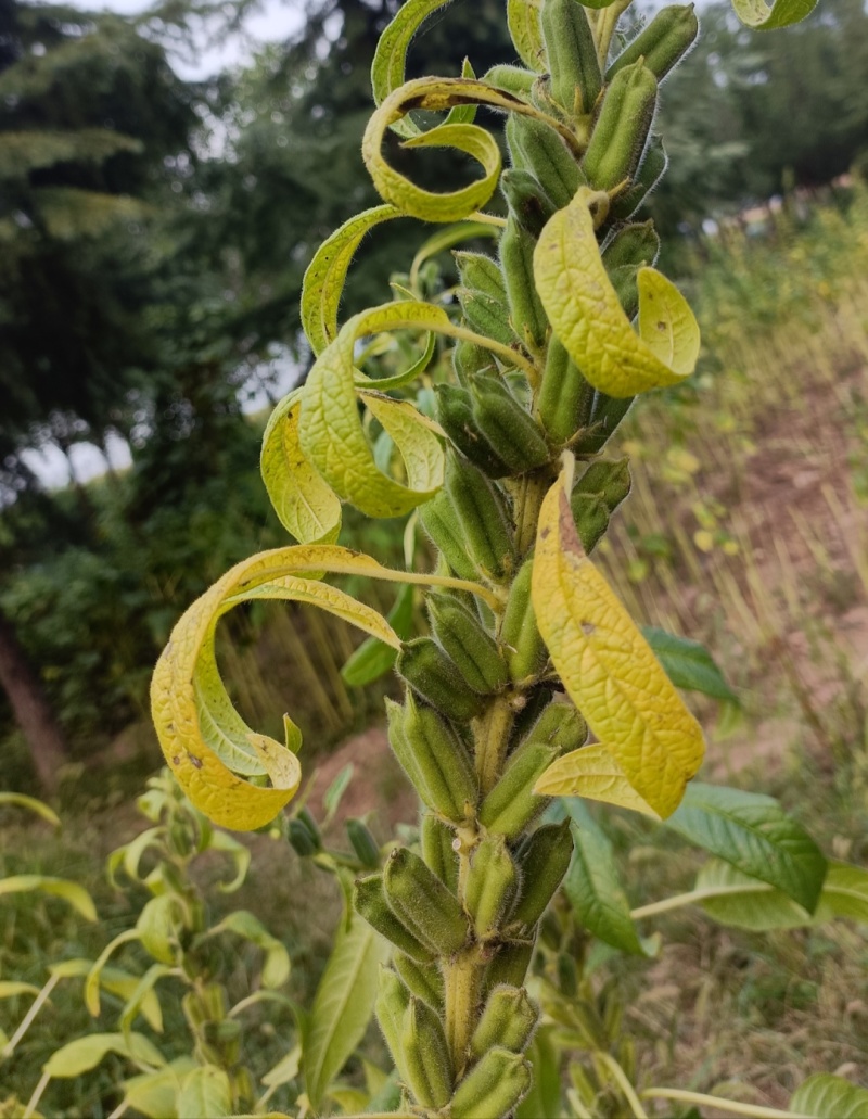 八棱王芝麻种子早熟三黄白芝麻矮脚高油芝麻种籽抗病抗逆性强