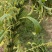 八棱王芝麻种子早熟三黄白芝麻矮脚高油芝麻种籽抗病抗逆性强