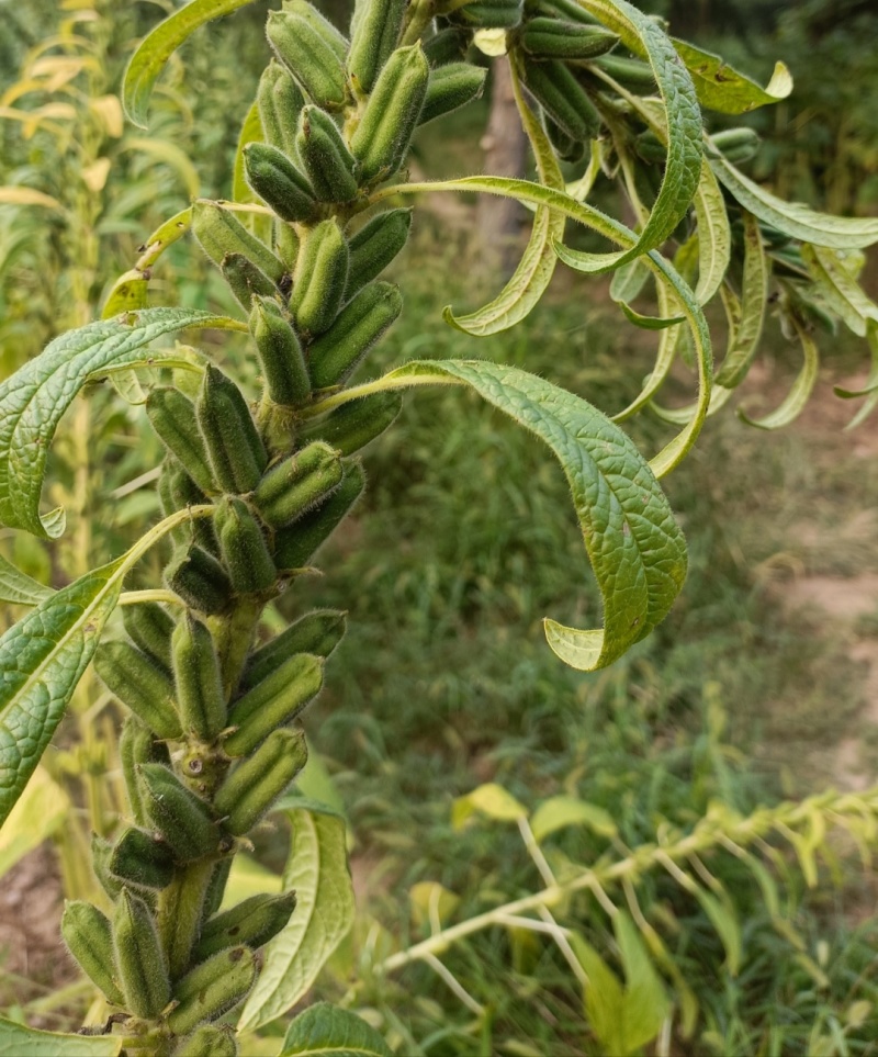 八棱王芝麻种子早熟三黄白芝麻矮脚高油芝麻种籽抗病抗逆性强
