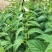 八棱王芝麻种子早熟三黄白芝麻矮脚高油芝麻种籽抗病抗逆性强