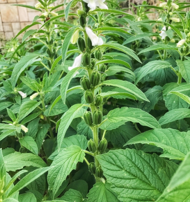八棱王芝麻种子早熟三黄白芝麻矮脚高油芝麻种籽抗病抗逆性强