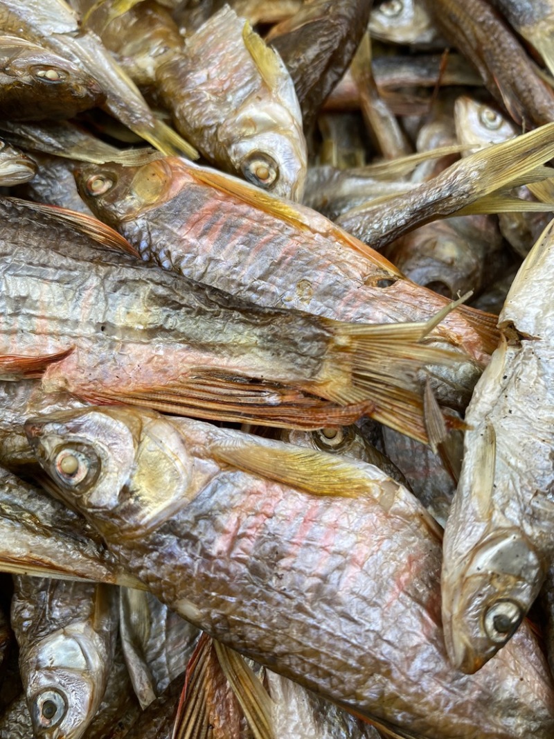 冰鲜小马口