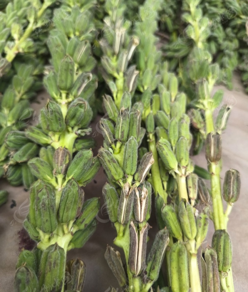 黑金油霸杂交一代黑芝麻种子抗病抗倒伏产量高春夏播芝麻