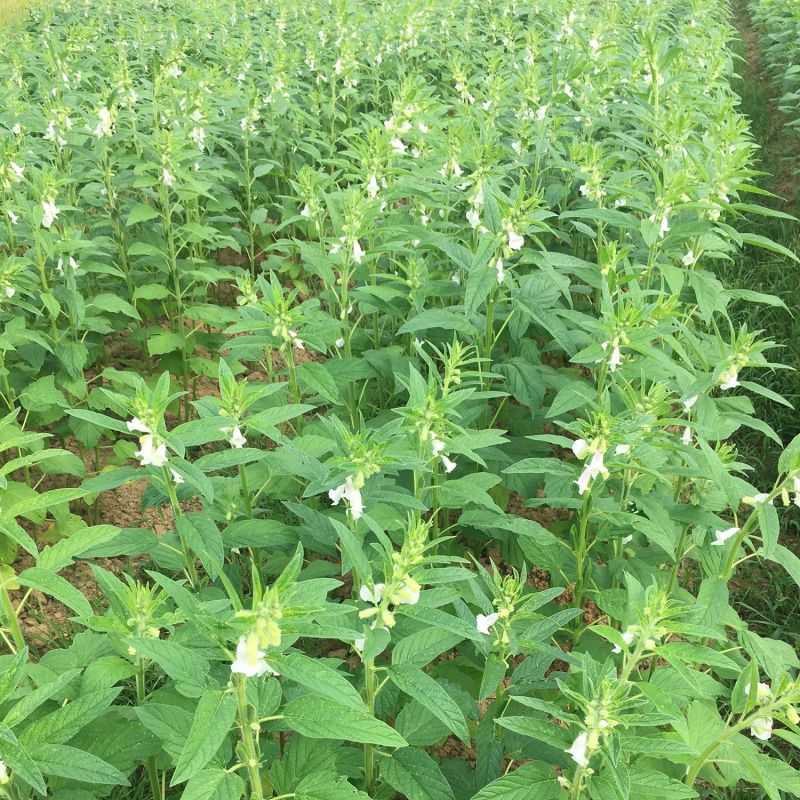 黑金油霸杂交一代黑芝麻种子抗病抗倒伏产量高春夏播芝麻