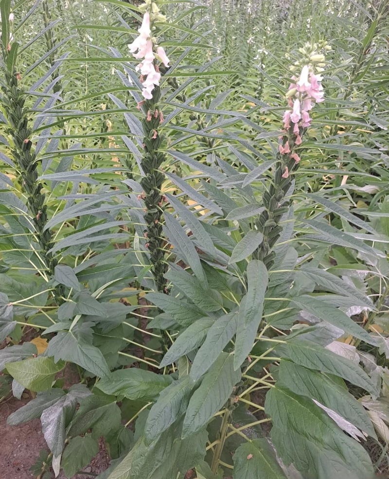 黑金油霸杂交一代黑芝麻种子抗病抗倒伏产量高春夏播芝麻
