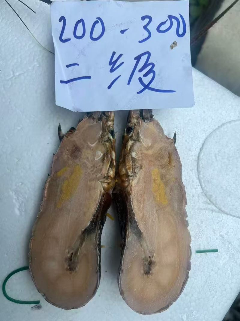 冷冻干冰冷冻B级小青龙