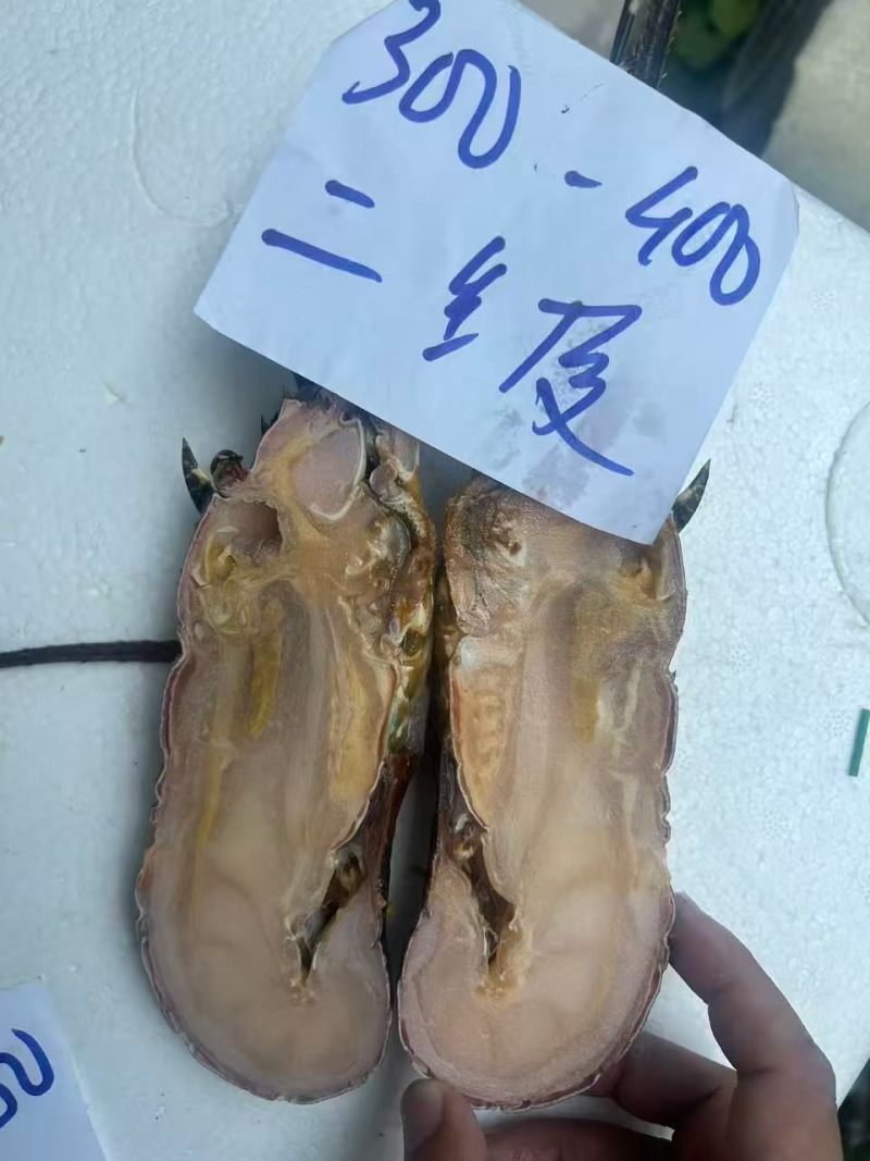 冷冻干冰冷冻B级小青龙