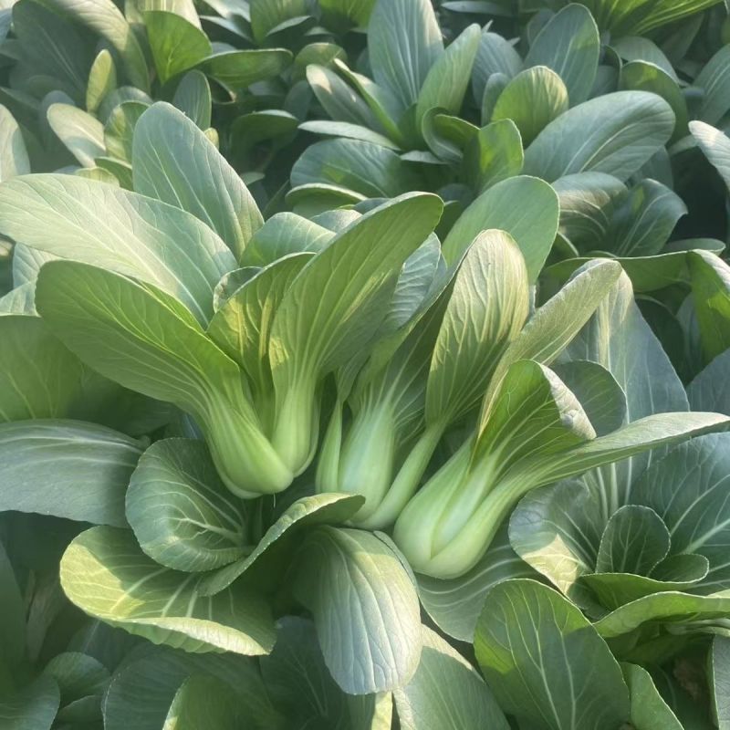龙门夏秀青梗菜种子耐寒好叶片肥厚脆嫩柔软春秋季小油菜蔬菜