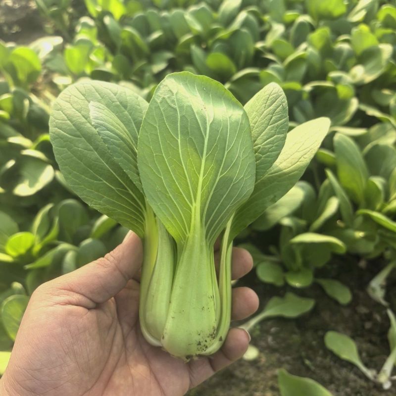 龙门夏秀青梗菜种子耐寒好叶片肥厚脆嫩柔软春秋季小油菜蔬菜