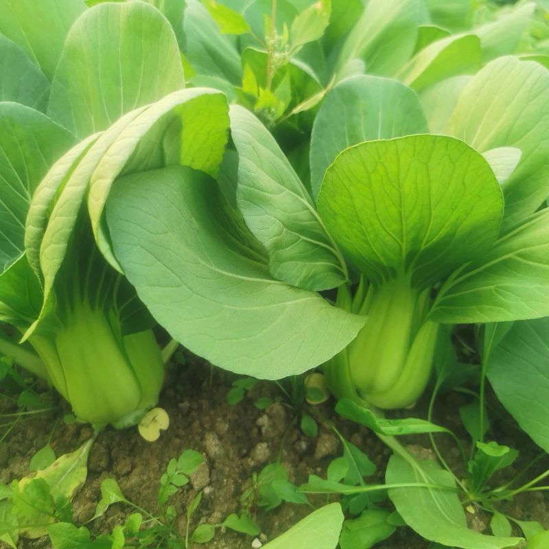 龙门夏秀青梗菜种子耐寒好叶片肥厚脆嫩柔软春秋季小油菜蔬菜