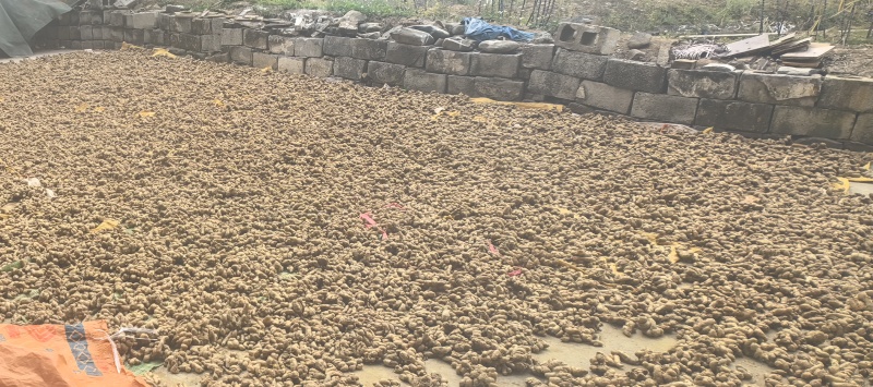 鲜沙姜