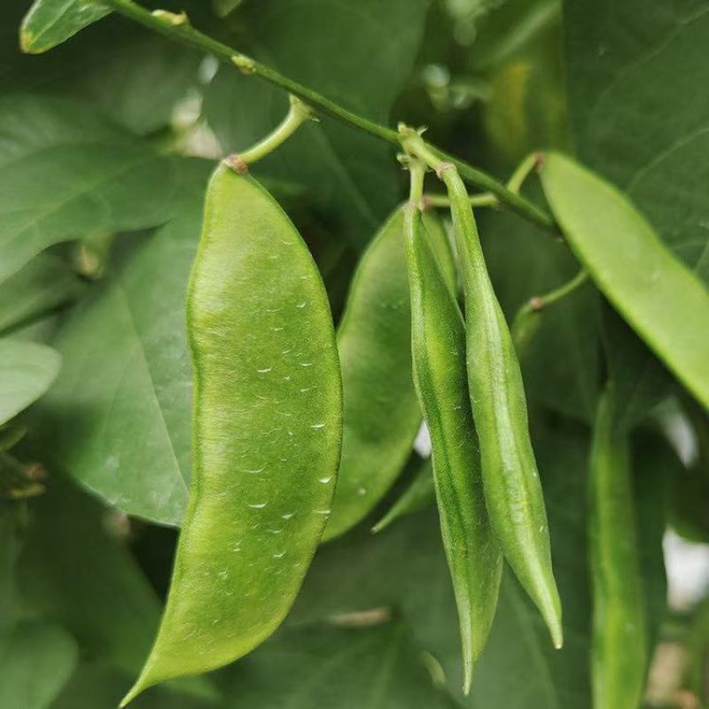 三清贡豆种子白豆角种籽四季豆种孑高产抗病耐热耐寒蔬菜种籽