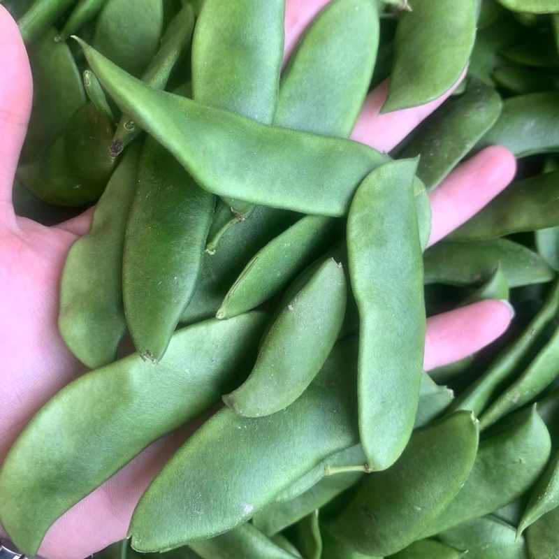 三清贡豆种子白豆角种籽四季豆种孑高产抗病耐热耐寒蔬菜种籽