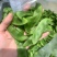 三清贡豆种子白豆角种籽四季豆种孑高产抗病耐热耐寒蔬菜种籽