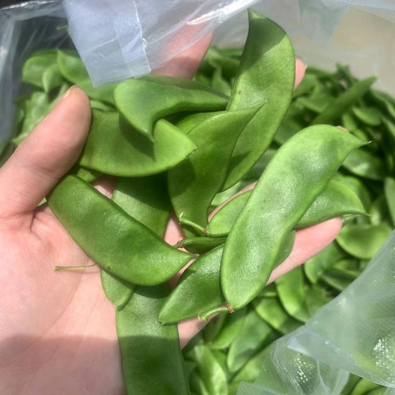 三清贡豆种子白豆角种籽四季豆种孑高产抗病耐热耐寒蔬菜种籽