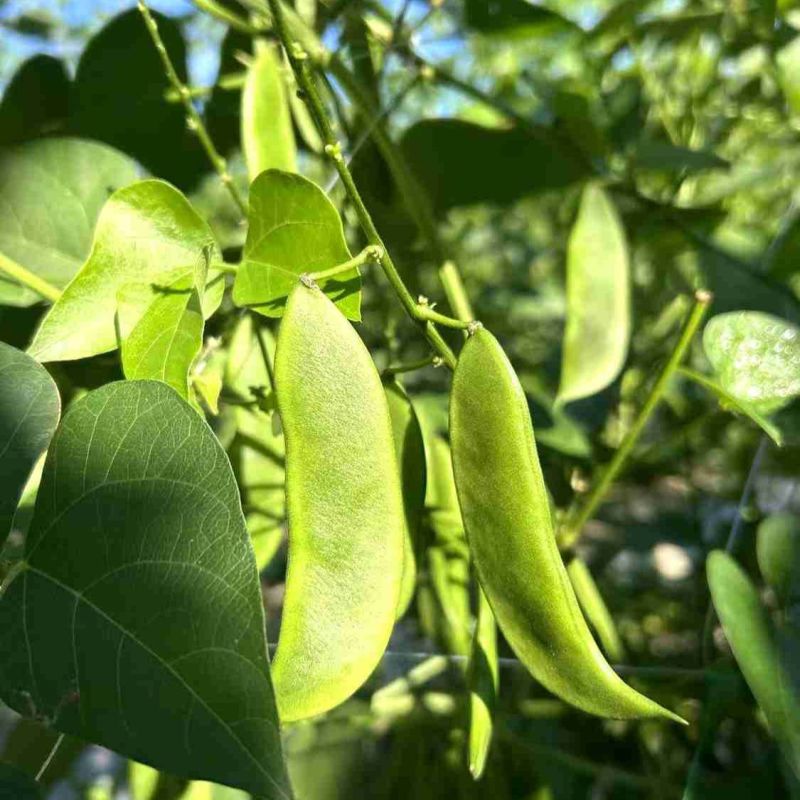 三清贡豆种子白豆角种籽四季豆种孑高产抗病耐热耐寒蔬菜种籽