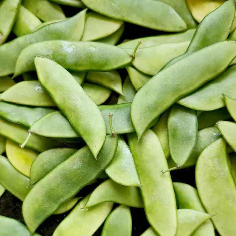 三清贡豆种子白豆角种籽四季豆种孑高产抗病耐热耐寒蔬菜种籽