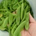 三清贡豆种子白豆角种籽四季豆种孑高产抗病耐热耐寒蔬菜种籽