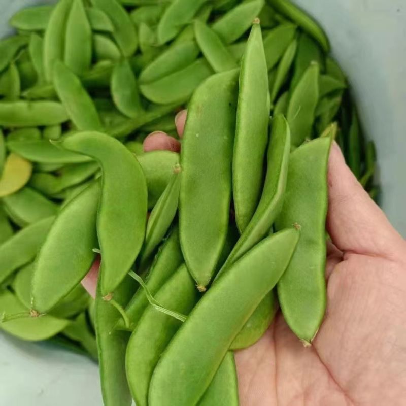 三清贡豆种子白豆角种籽四季豆种孑高产抗病耐热耐寒蔬菜种籽