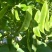 三清贡豆种子白豆角种籽四季豆种孑高产抗病耐热耐寒蔬菜种籽