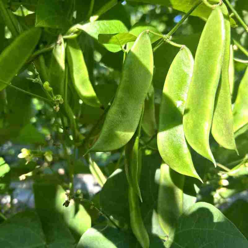 三清贡豆种子白豆角种籽四季豆种孑高产抗病耐热耐寒蔬菜种籽
