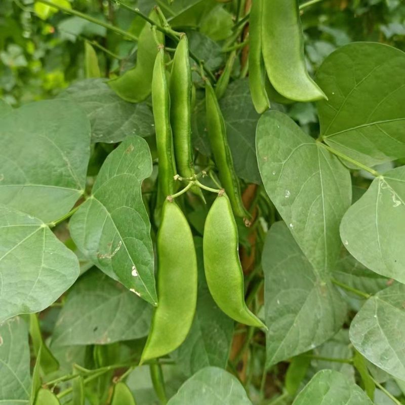 三清贡豆种子白豆角种籽四季豆种孑高产抗病耐热耐寒蔬菜种籽