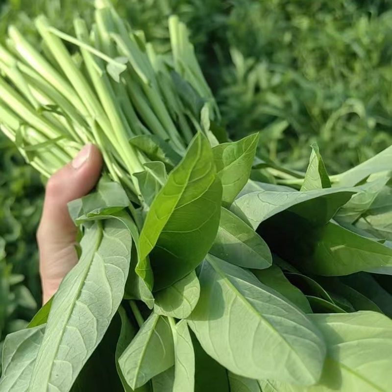 青白杆大杆大叶空心菜种子叶片肥厚春夏秋耐热耐湿空心菜