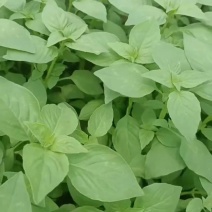 荆芥