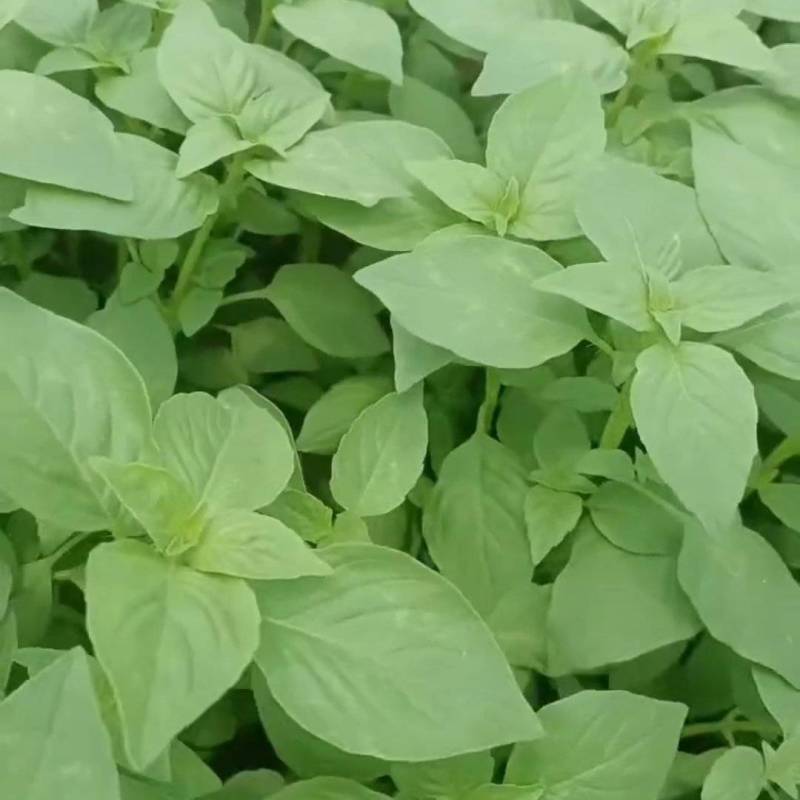 荆芥