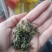 酸枣芽茶被称为东方睡叶又称为野生手工茶产地批发零售