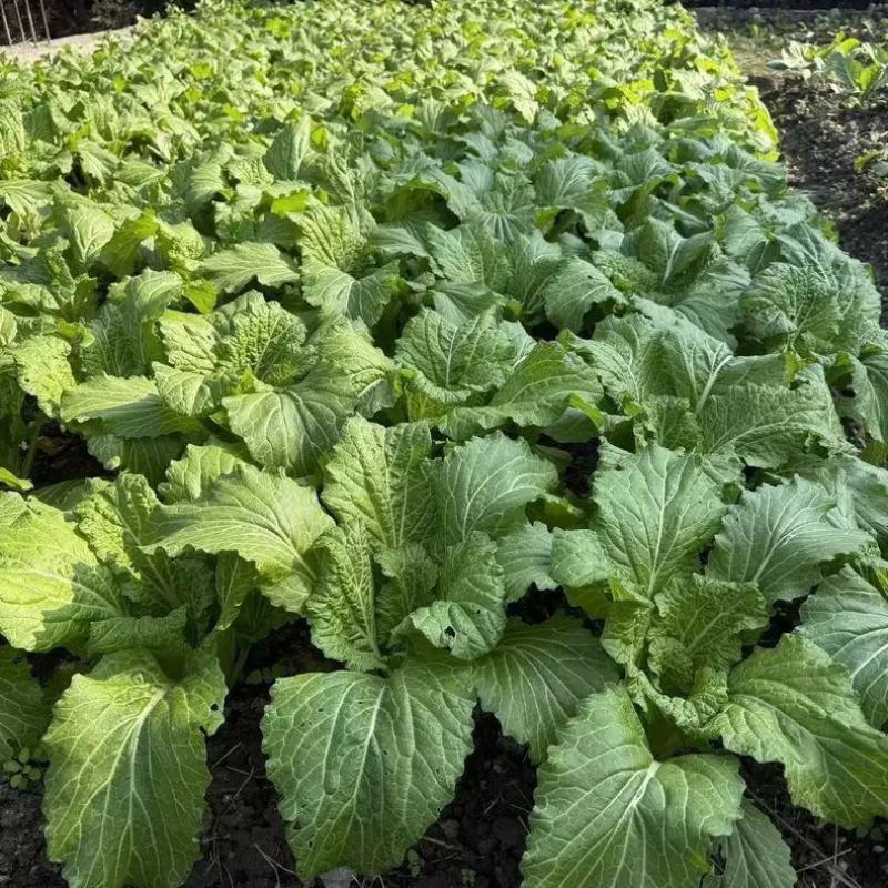 江南绣花锦种子自带香气口感香糯青菜种子耐寒皱叶清香青菜种