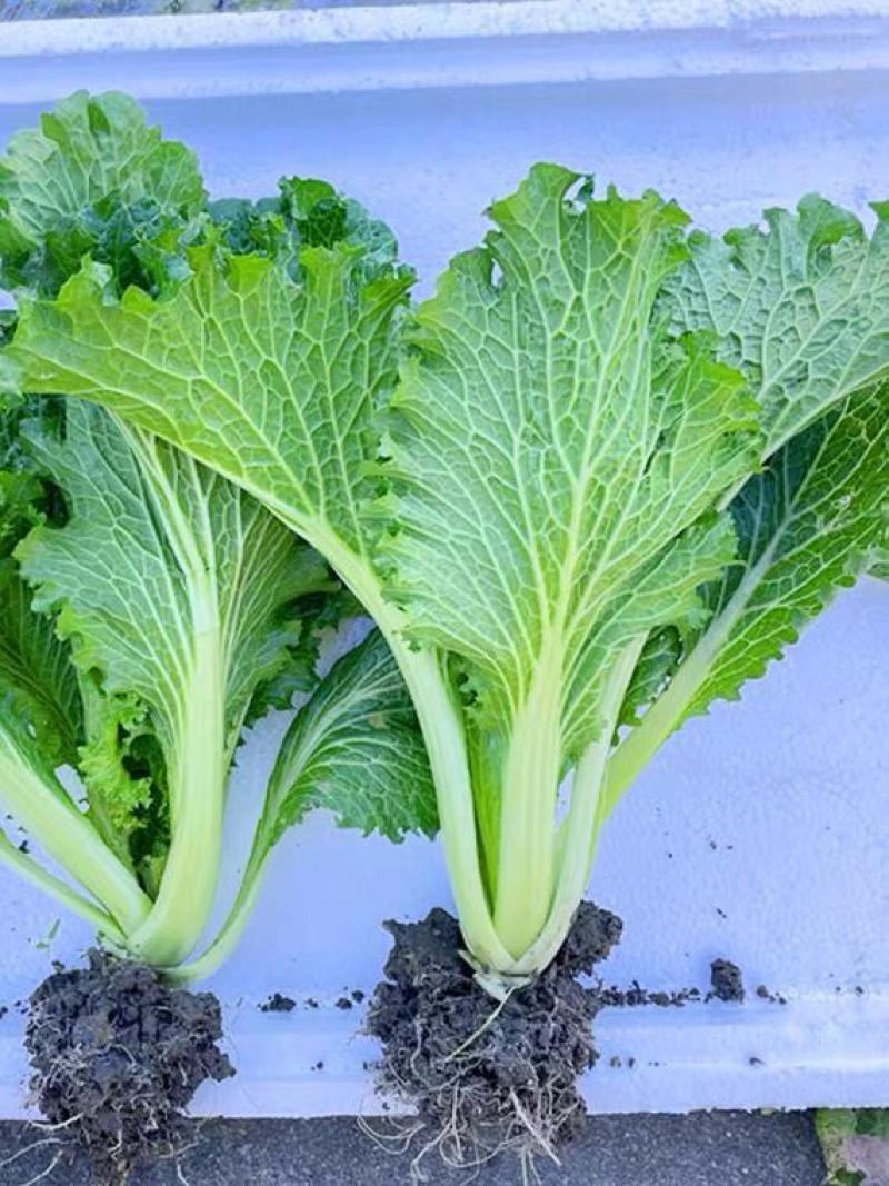 江南绣花锦种子自带香气口感香糯青菜种子耐寒皱叶清香青菜种