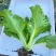 江南绣花锦种子自带香气口感香糯青菜种子耐寒皱叶清香青菜种