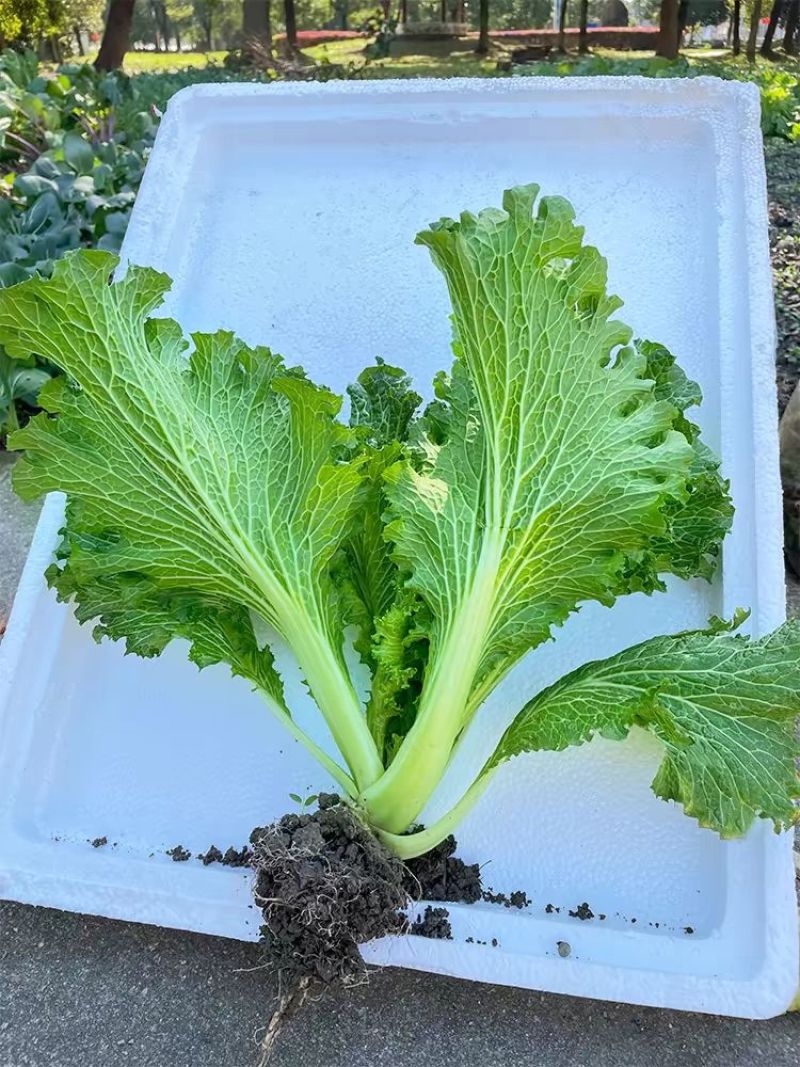 江南绣花锦种子自带香气口感香糯青菜种子耐寒皱叶清香青菜种