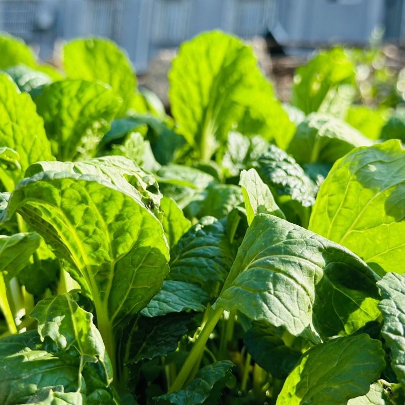 江南绣花锦种子自带香气口感香糯青菜种子耐寒皱叶清香青菜种