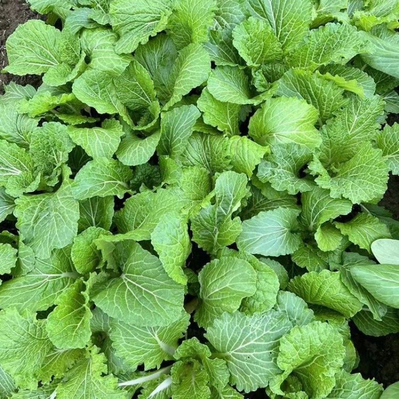 江南绣花锦种子自带香气口感香糯青菜种子耐寒皱叶清香青菜种