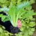 江南绣花锦种子自带香气口感香糯青菜种子耐寒皱叶清香青菜种