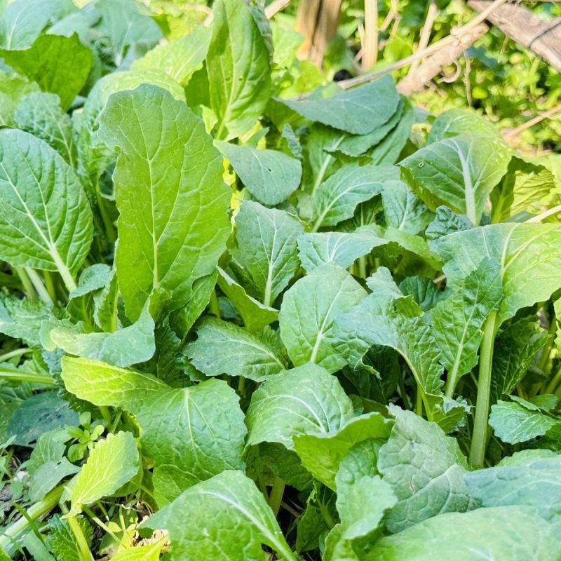 江南绣花锦种子自带香气口感香糯青菜种子耐寒皱叶清香青菜种