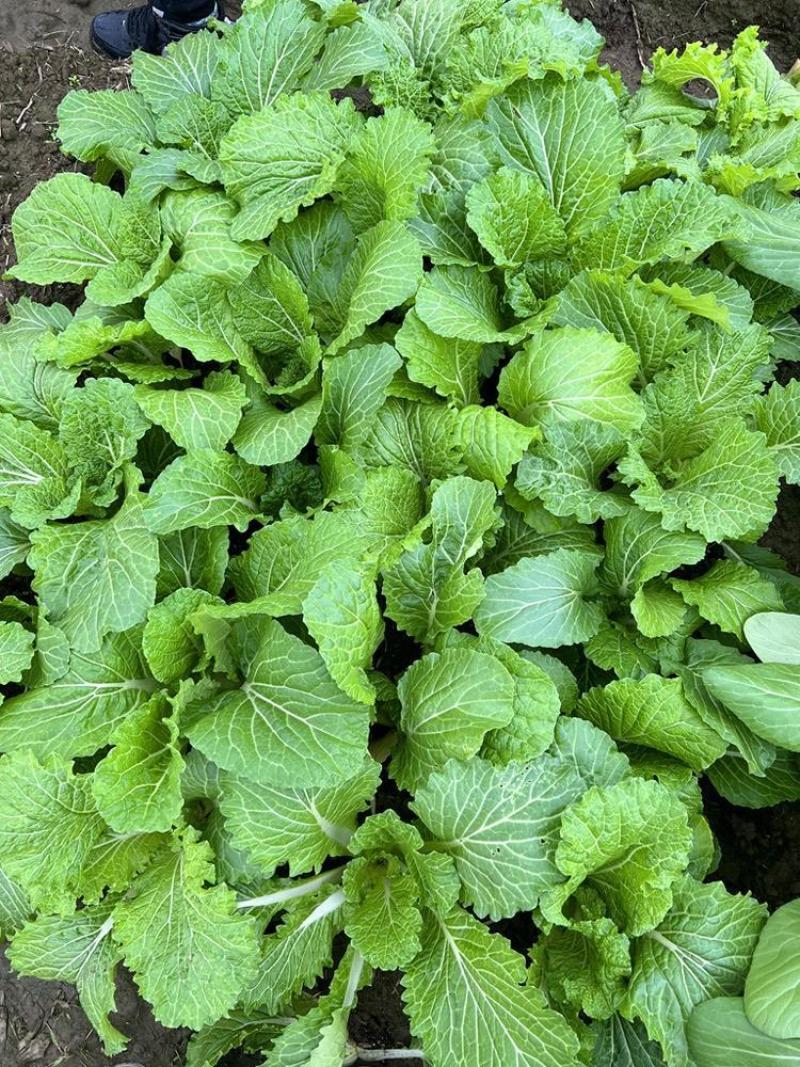 江南绣花锦种子自带香气口感香糯青菜种子耐寒皱叶清香青菜种