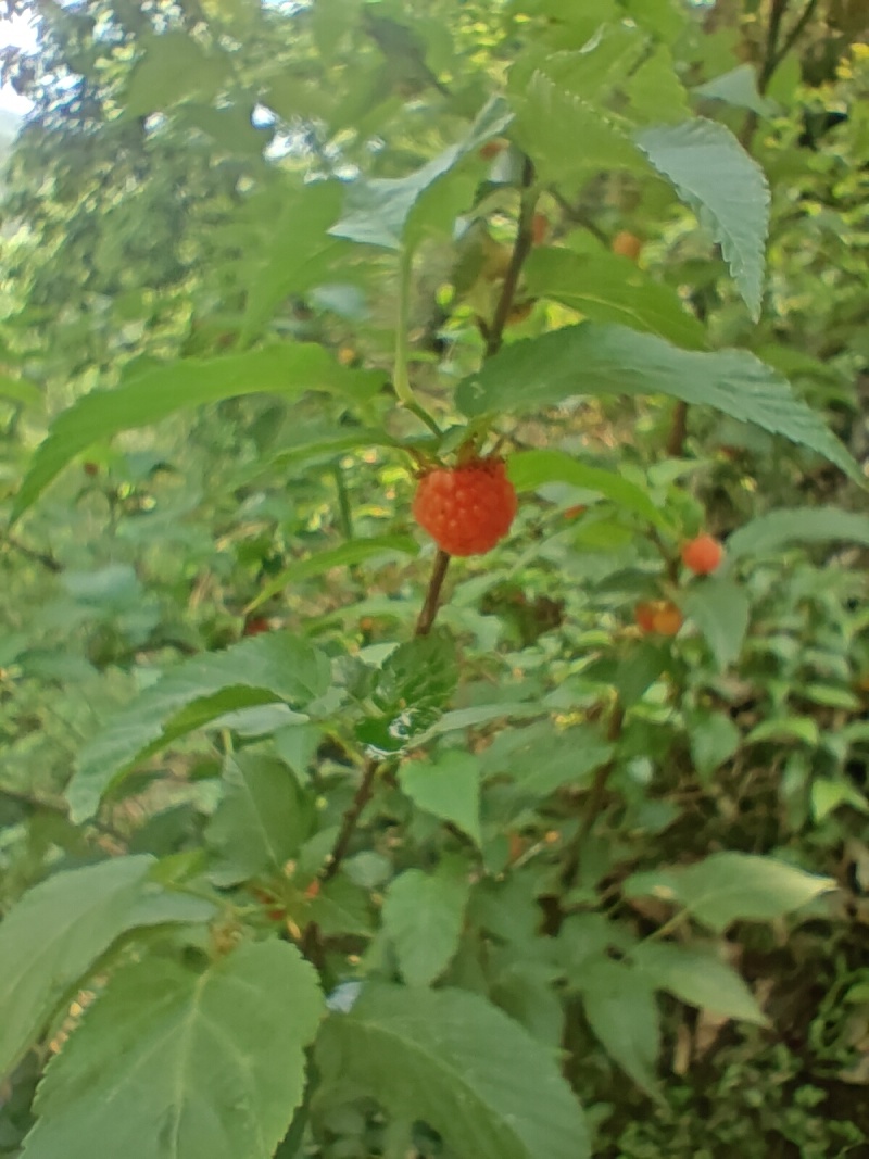 山莓
