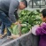 陕西兴平莲花白，无虫眼，无烧心，，对接商超，对接市场。